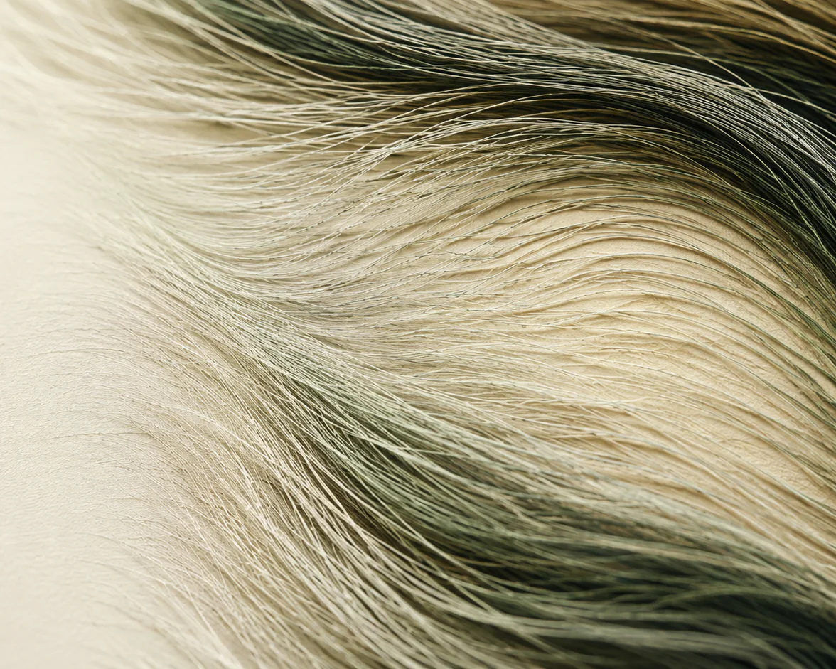 Close-up view of silver and dark hair parted to show the scalp